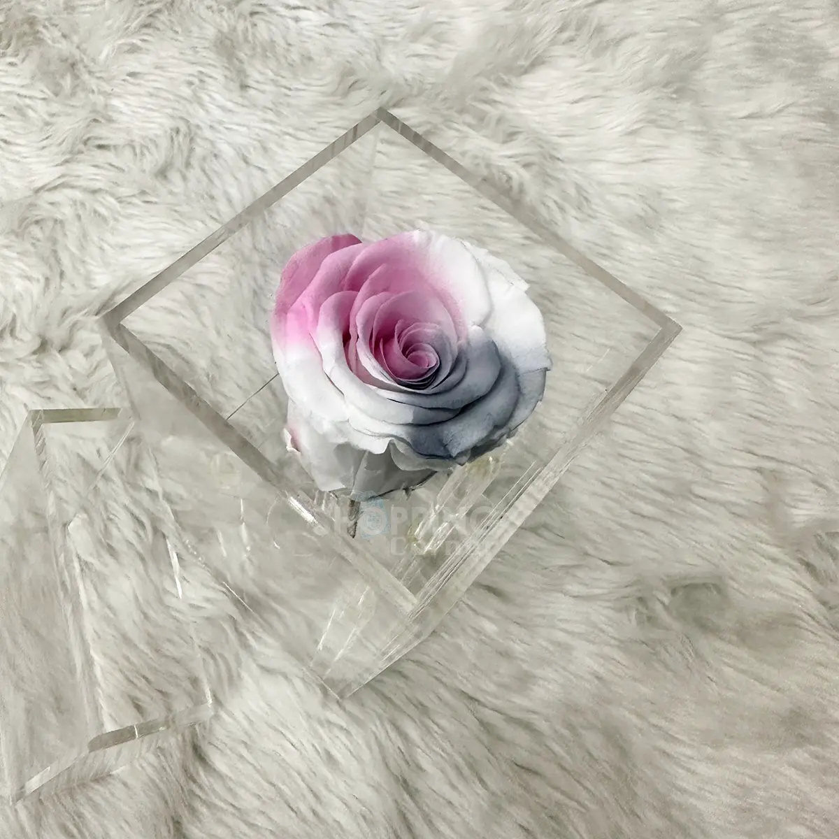 Single Eternal Multi Color Preserve Rose In An Acrylic Box